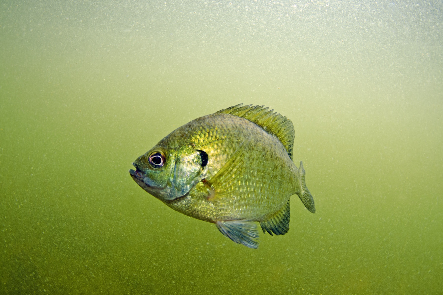 An angler with an inland-lake catch